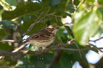 Dwerggors - Little Bunting - Emberiza pusilla