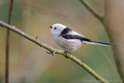 Staartmees / Long-tailed Tit 