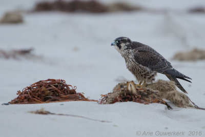 Slechtvalk - Peregrine Falcon - Falco peregrinus