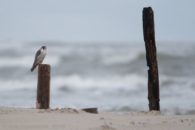 Slechtvalk - Peregrine Falcon - Falco peregrinus