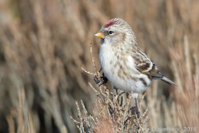 Grote Barmsijs - Mealy Redpoll - Acanthis flammea