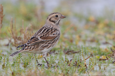 IJsgors - Lapland Bunting - Calcarius lapponicus