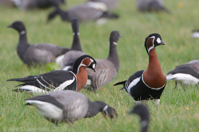 Roodhalsgans - Red-breasted Goose - Branta ruficollis
