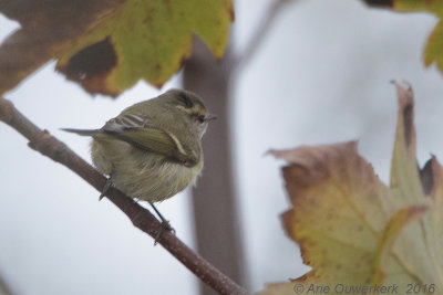 Humes Bladkoning / Hume's Leaf Warbler