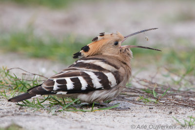 Hop - Eurasian Hoopoe - Upupa epops