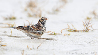 IJsgors - Lapland Bunting - Calcarius lapponicus