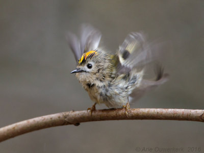 Goudhaantje - Goldcrest - Regulus regulus