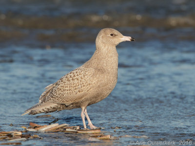 Grote Burgemeester - Glaucous Gull - Larus hyperboreus