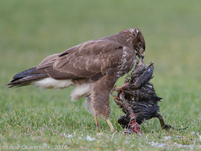 Common Buzzard - Buizerd - Buteo buteo