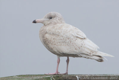 Grote Burgemeester - Glaucous Gull - Larus hyperboreus