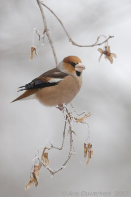 Appelvink - Hawfinch - Coccothraustes coccothraustes