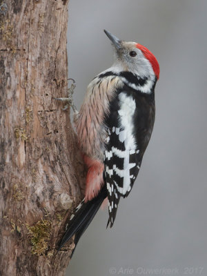 Middelste Bonte Specht - Middle Spotted Woodpecker -Dendrocoptes medius