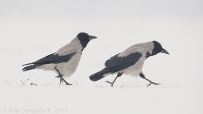 Bonte Kraai - Hooded Crow - Corvus cornix
