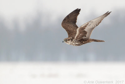 Sakervalk - Saker Falcon - Falco cherrug