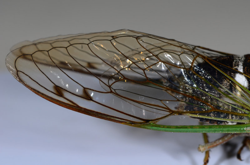 Cicada Wings