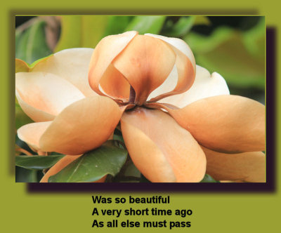 Magnolia Blossom in Old Age