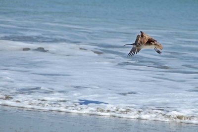 Week #1 Flying Whimbrel