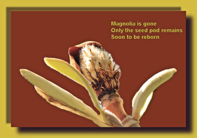 Magnolia Haiku