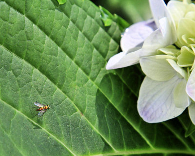 Fly on a Hydrangea Leaf