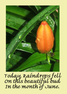 Raindrops 