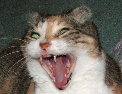 Feline Yawn