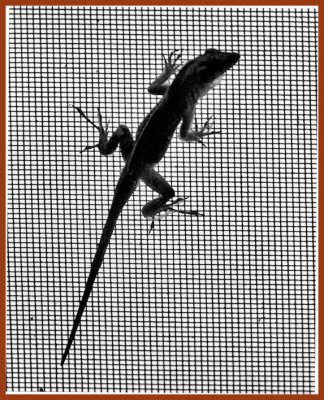 Anole on Screen