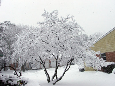 Snow Covered Red Maple Tree
