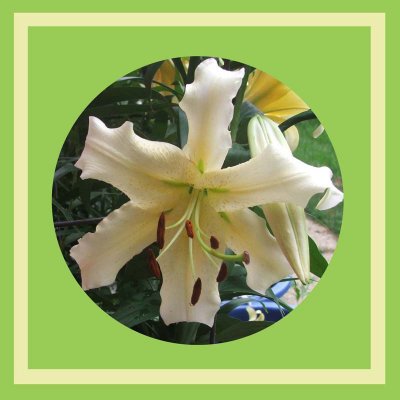 Week # 1 - Spotlight Lily Tree Collection - Ovation