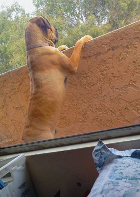On the lookout.