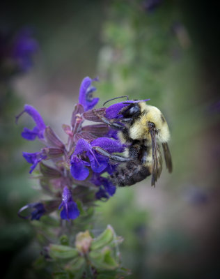 Week #4 - Idaho Bee