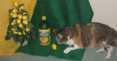 Week # 3 - Lemons & Sparky the Cat