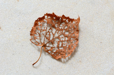 Week #1 - Fading summer leaf