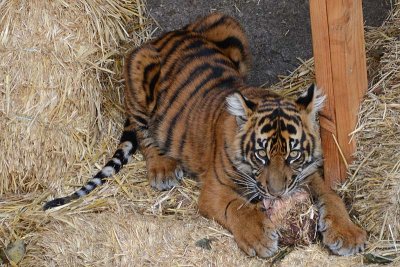 Week #1 - Tiger Cub