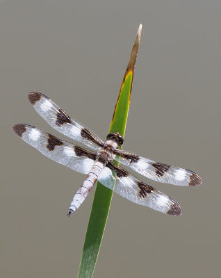 Idaho Dragonfly (Odonata)