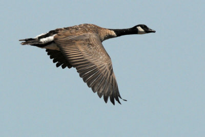 Canada Goose 