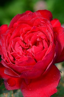 Week #2 - Red Rose