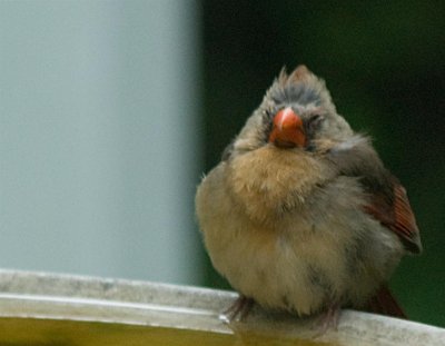 addolesent Cardinal