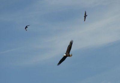 An eagle and two vultures
