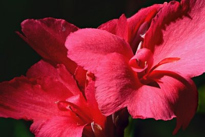 Week #3 - Red Canna Lily