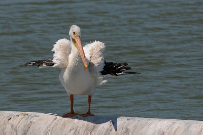 Pelican Shrug