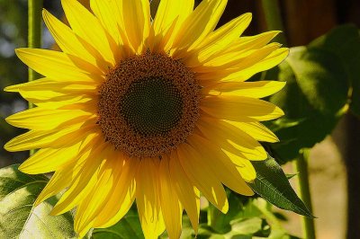Week #3 - my sunflower