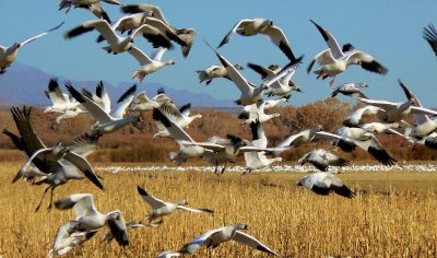 snowgeese (and an occasional sandhill crane)