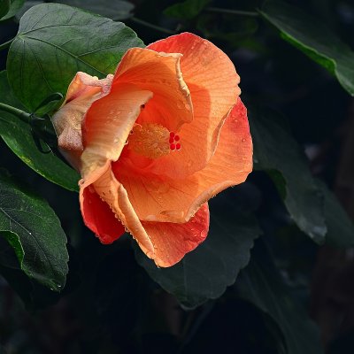 Week #4 - orange hibiscus