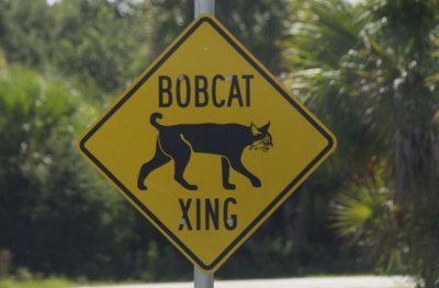 Bobcat