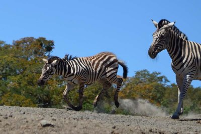 Week #4 - Gallop, Baby Zebra!
