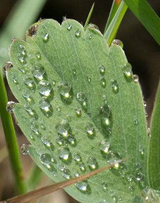 Leaf and Droplets