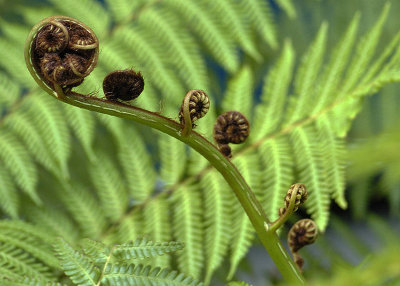  fern from the past
