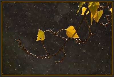 Gold Leaves & Rain Sparkles