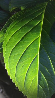 leaf in late afternoon sun