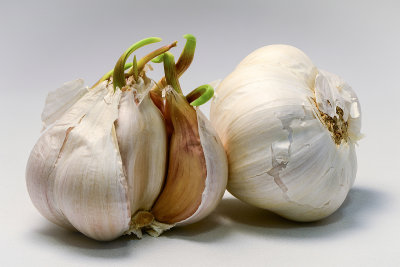 Garlic Week #2